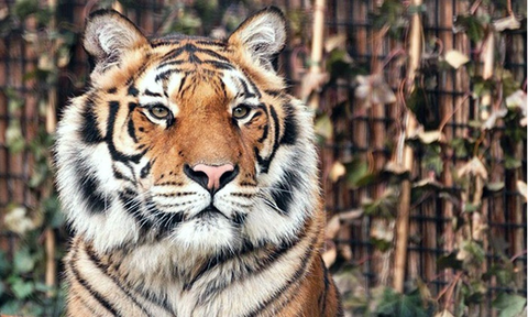 In the eye of the tiger: unieke tijgerworkshop incl. voeren voor 1 tot 4 personen bij Stichting Leeuw